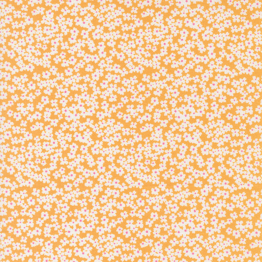 Shine by Sweetwater : Bloom Orangesicle 55672 15