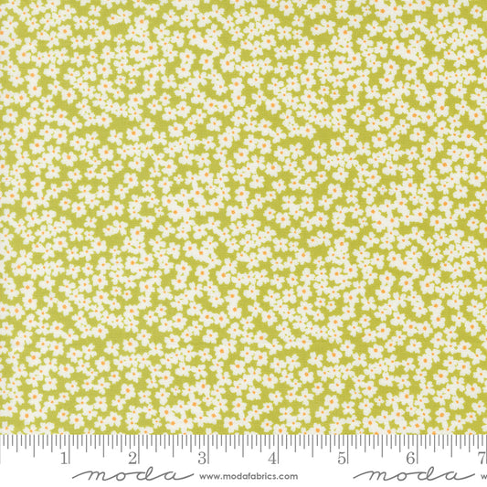 Shine by Sweetwater : Bloom Grass 55672 16